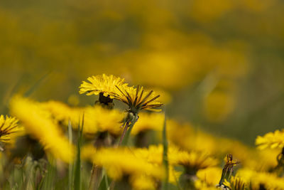 Close-up of yellow flowering plant on field