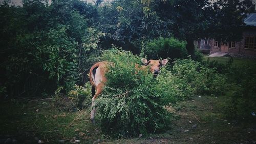 Dog amidst plants and trees