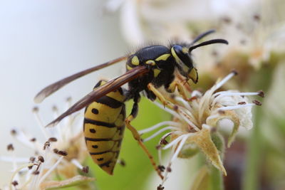 Close-up of butterfly pollinating on flower