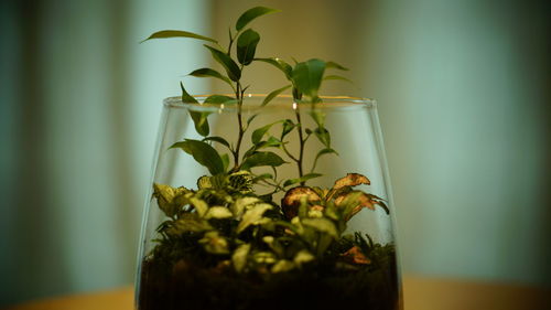 Close-up of potted plant on table