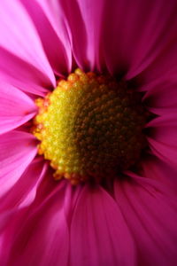 Macro shot of yellow flower