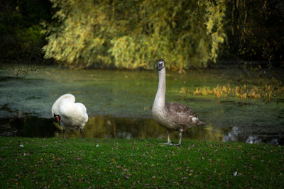 Ducks in a lake
