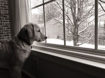 Golden retriever looking through window during winter