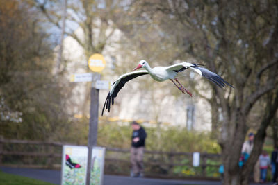 Bird flying against bare trees