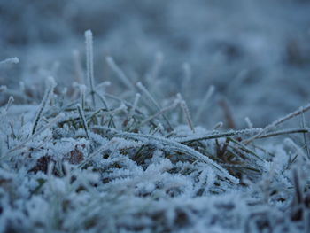 Close-up of frozen grass on field