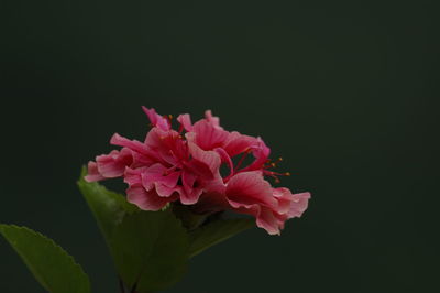 Close-up of pink hibiscus against black background