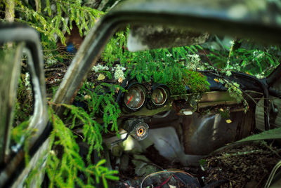 Close-up of plants on damaged car