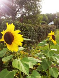 Close-up of yellow flowering plant against bright sun