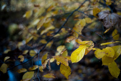 Close-up of leaves