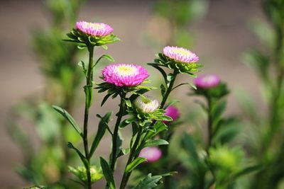 Close-up of pink flowering plant