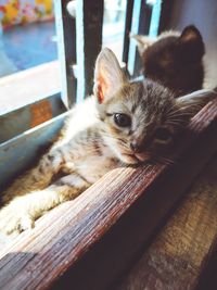 Close-up portrait of a cat