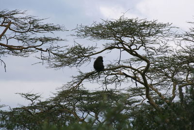 Low angle view of birds perching on branch