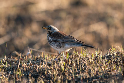 Close-up of bird perching on a field