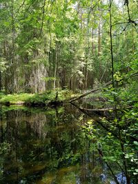 View of trees in forest