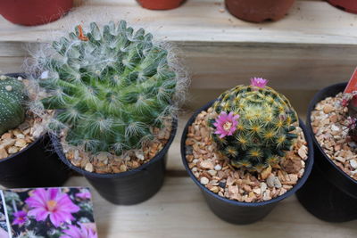 High angle view of potted plants on table