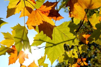 Low angle view of yellow maple leaves