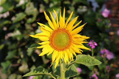 Close-up of yellow sunflower