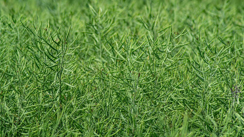 Full frame shot of green grass