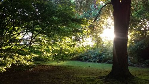 Trees in forest