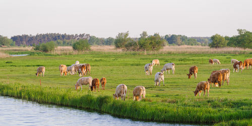 Horses grazing in a field