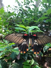 Butterfly on leaf