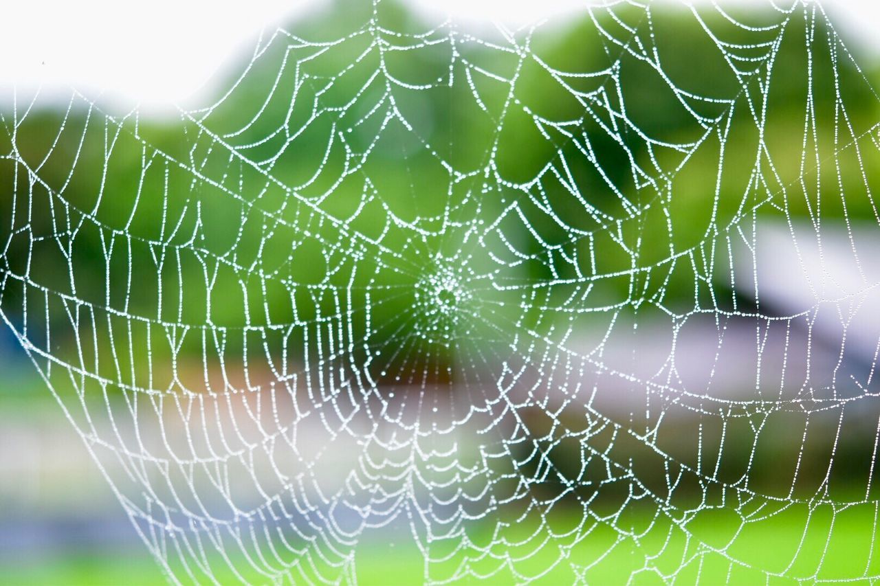 CLOSE-UP OF SPIDER WEB ON GREEN LEAF