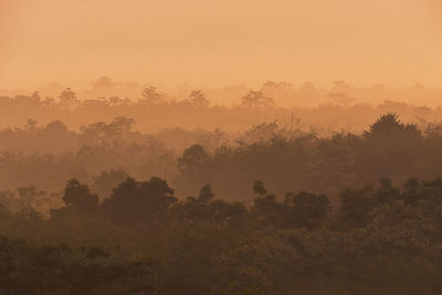 Trees in forest against sky during foggy weather