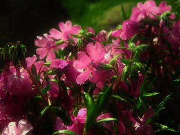 Close-up of pink flowering plants