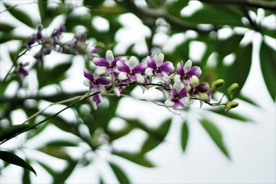 Close-up of purple flowering plant