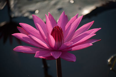 Close-up of pink lotus water lily