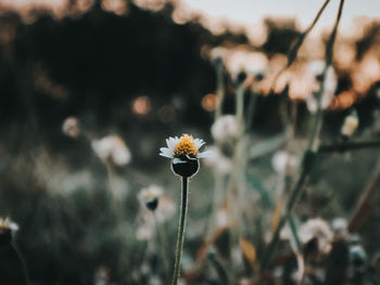 Close-up of flowering plant on field