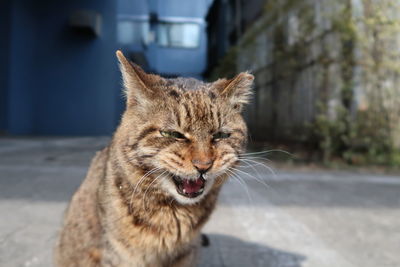 Close-up of a cat