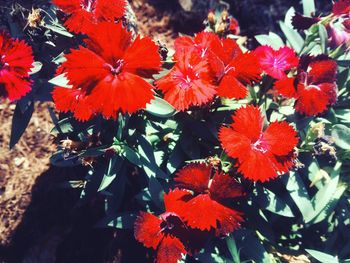 Close-up of red flowers