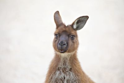 Close-up of a kangaroo 