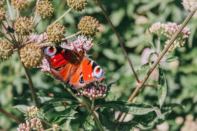 Close-up of butterfly pollinating on flower