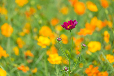 Cosmos flower with blurred background