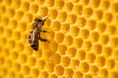 Close-up of bee on yellow leaf