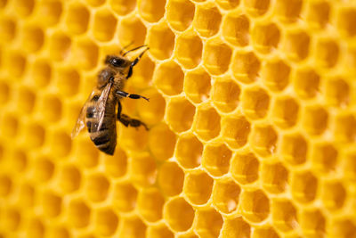 Close-up of bee on honeycomb