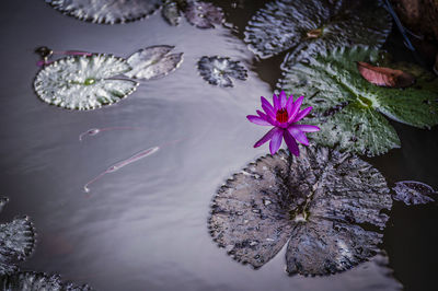 Leaves floating on water