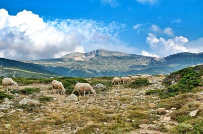 Sheep grazing on field against sky