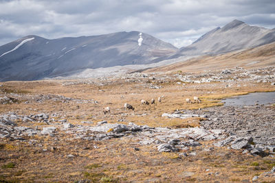 Flock of bighorn sheep grazing a grass under big mountains, jasper n.park, canada