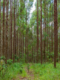 View of trees in forest