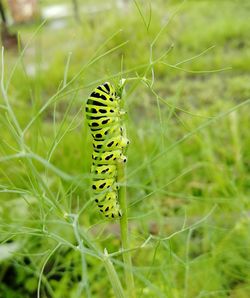 Close-up of insect on leaf