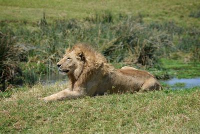 Side view of a lion on landscape