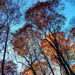 Low angle view of trees against sky