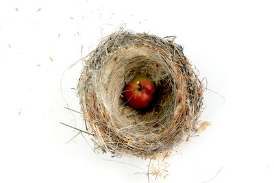 Directly above view of bird in nest