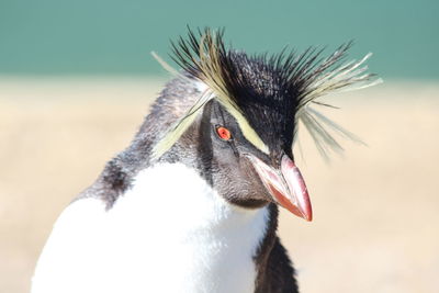 Penguin posing 