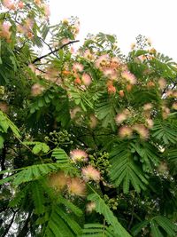 Close-up of fresh green tree