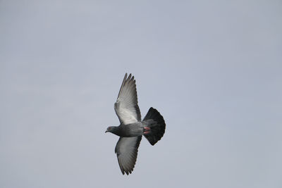 Low angle view of birds flying