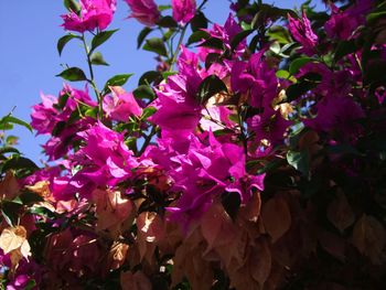 Close-up of bee on pink flowers